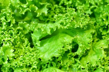 green lettuce close-up lettuce leaf background