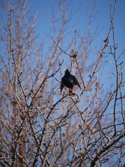 crow on the tree
