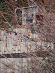 cat walking on backyard fence