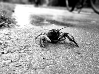 crab on the walk