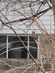 bird in the view
