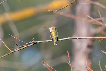 An Anna's Hummingbird taking on the day
