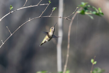 An Anna's Hummingbird taking on the day