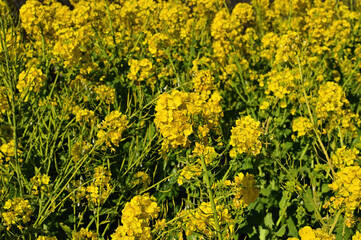 菜の花