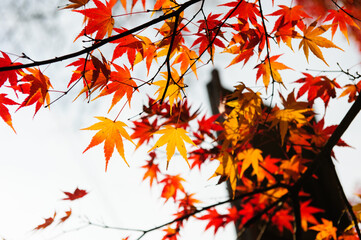 Red, Orange and Yellow gradation colored maple leaves