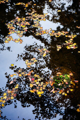 Autumn maple leaves floating on water