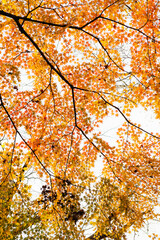Orange, yellow and green colored gradation colored maple leaves