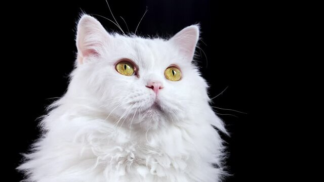 Cute portrait of highland straight fluffy cat with long hair on black background. Studio photo. Luxurious isolated domestic kitty.