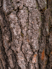 close up picture of a bark tree