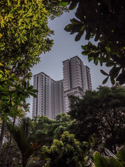 Fototapeta na wymiar high rise buildings behind the trees