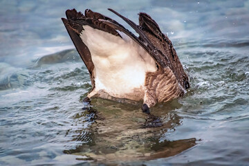 Canada goose (Branta canadensis) bathing, lake Ontario, Canada