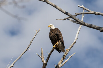 Bald Eagle on a Perch
