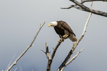 Bald Eagle in a Snag