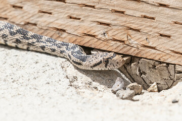 Gopher Snake Portrait