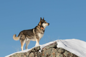 Alaskan Shepherd Profile