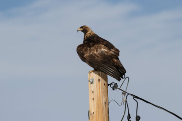 Golden Eagle Perched on a Power Pole