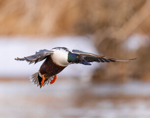 Northern shoveler drake (Spatula clypeata) in flight Colorado, USA