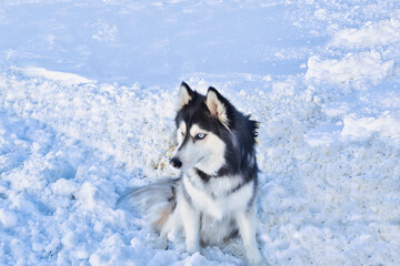 Husky dog sitting in sown