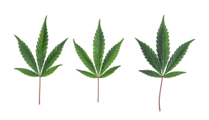 Marijuana Cannabis Plant Leafs Isolated On White Background