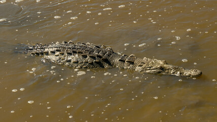 Cocodrilos de San Blas Nayarit México