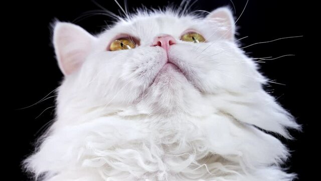 Cute portrait of white furry cat looks up on black background. Studio photo. Luxurious isolated domestic kitty.