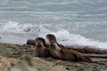 Fototapeta premium sea lion in the sand