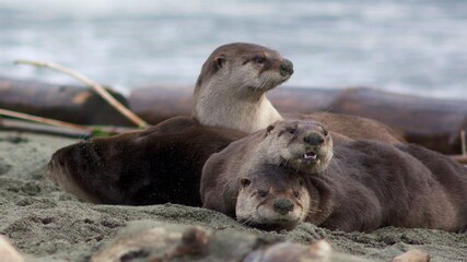 sea lion cub