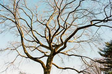 Tree in New York City