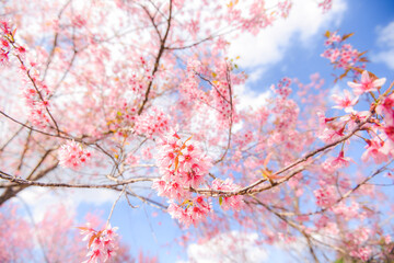 Wild Himalayan Cherry Blossom on tree, beautiful pink sakura flower at winter landscape tree with blue sky
