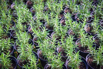 rosemary plant in pot in the natural herb farm nursery plant garden, little fresh rosemary herb is growing in a flower pot indoors