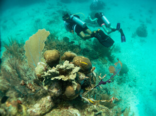 Naklejka na ściany i meble divers enjoying the coral reef