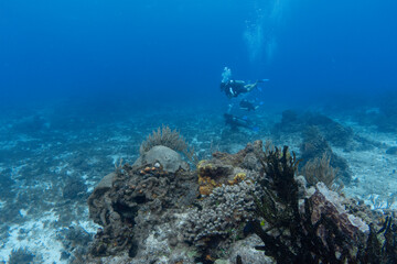 Fototapeta na wymiar divers enjoying scuba diving in a coral reef