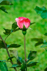 in the morning the roses wake up very early and give us a beautiful color 