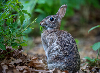 Eastern Cottontail Rabbit (Sylvilagus floridanus) eating a plant in the woods