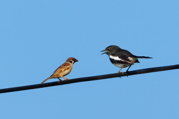 Eurasian Tree Sparrow and Oriental magpie robin. Two birds talking on cables and leave space for text input.