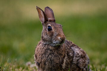 Naklejka na ściany i meble An Eastern Cottontail (Sylvilagus floridanus) sitting in the grass looking off to the side