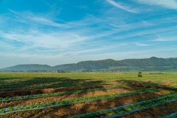Fototapeta premium Amazing Rice Fields When Approaching Evening With Hilly Background In Countryside Is Very Quiet & Peaceful