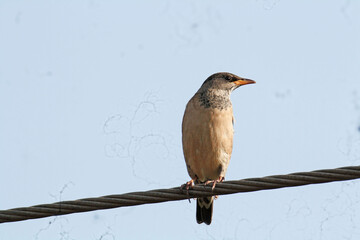 Rosy starling