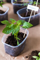 Transplanting green sprouts grown from seed, spring planting. Agriculture and home gardening concept