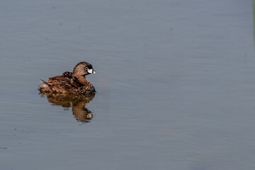 A Pied-billed Grebe (Podilymbus podiceps) parent with  a small chick riding on their back.