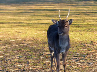 Ein junger Hirsch vom Damwild