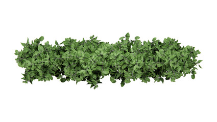 Obraz premium Isometric shrub greenery cutout