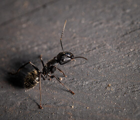 A close up of an ant on wood