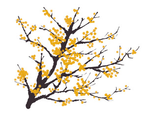 Fototapeta premium winter sweet (Chimonanthus praecox) 