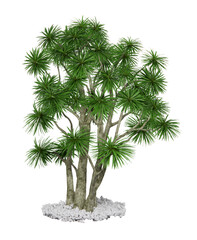 Cordyline australis plant isometric 3d render