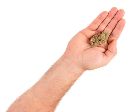 A mans hand holding a marijuana cannabis flower bud. Isolated on white background.