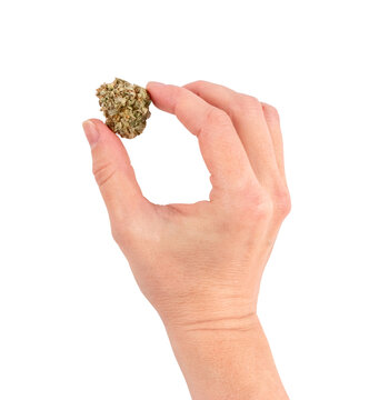 A females hand holding a marijuana cannabis flower bud. Isolated on white background.