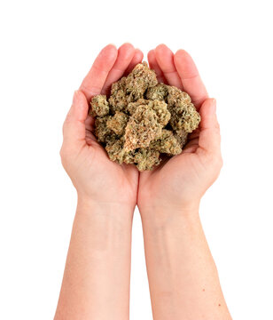 A females hands holding marijuana cannabis flower buds. Isolated on white background.