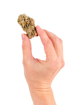 A females hand holding a marijuana cannabis flower bud. Isolated on white background.