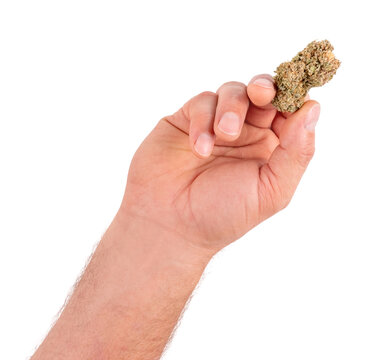 A mans hand filled marijuana cannabis flower buds. Isolated on white background.